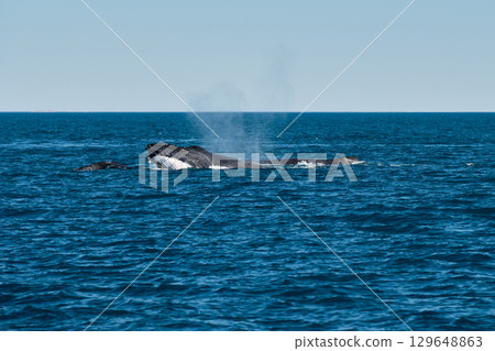 Humpback whale - Broome 129648863
