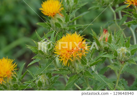 Safflower 129648940