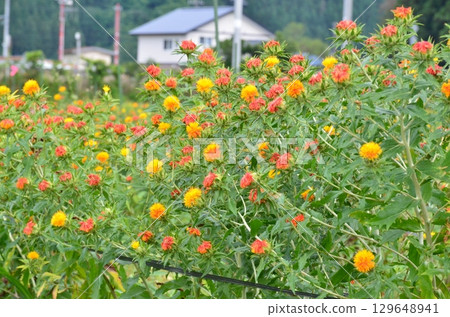 Safflower field Safflower field 129648941