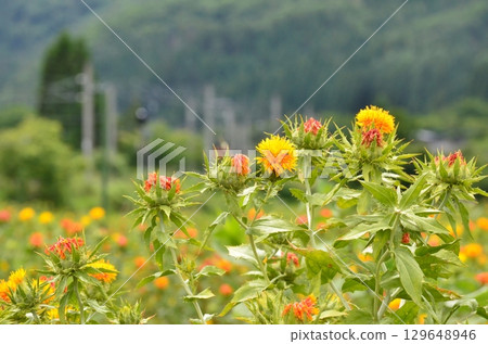 Safflower 129648946
