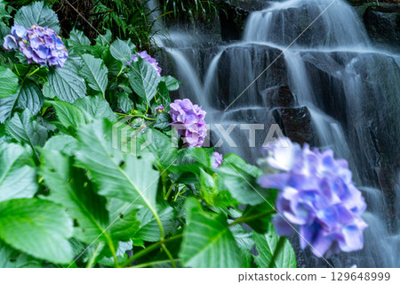 Flower and Stream Village Park (Kotaki) Hydrangea flowers and Shimo-no-taki 14 Tsuyama City, Okayama Prefecture 129648999