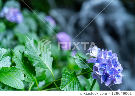 Flower and Stream Village Park (Kotaki) Hydrangea flowers and Shimo-no-taki 12 Tsuyama City, Okayama Prefecture 129649001