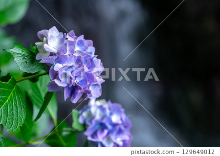 花溪之鄉公園(小滝)紫繡球花與下滝2 岡山縣津山市 花溪之鄉公園(小滝)紫繡球花與下滝2 岡山縣津山市 129649012