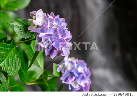 Flower and Stream Village Park (Kotaki) Purple hydrangeas and Shimonotaki Falls 1 Tsuyama City, Okayama Prefecture Flower and Stream Village Park (Kotaki) Purple hydrangeas and Shimonotaki Falls 1 Tsuyama City, Okayama Prefecture 129649013