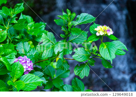 花溪之鄉公園(小滝)繡球花與下滝2 岡山縣津山市 花溪之鄉公園(小滝)繡球花與下滝2 岡山縣津山市 129649018
