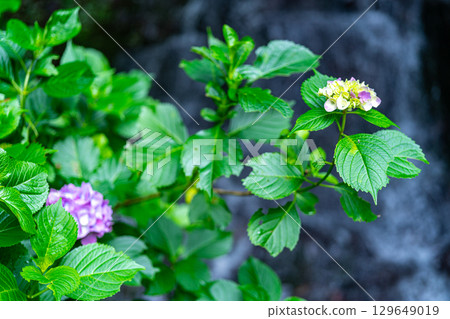 花溪之鄉公園(小滝)繡球花與下滝1 岡山縣津山市 花溪之鄉公園(小滝)繡球花與下滝1 岡山縣津山市 129649019