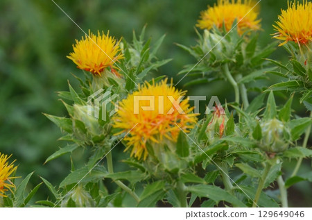紅花 129649046