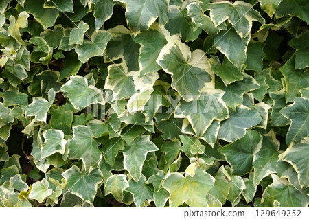 Ivy creeping wall Ivy creeping wall 129649252