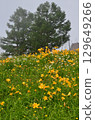 Flower fields of Tengendai Plateau 129649266