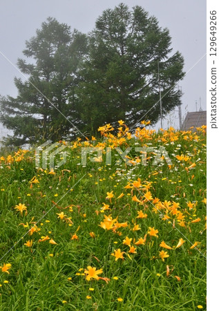 Flower fields of Tengendai Plateau 129649266