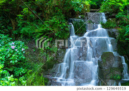 Flower and Stream Village Park (Kotaki) Lower Waterfall and blooming hydrangeas, Tsuyama City, Okayama Prefecture Flower and Stream Village Park (Kotaki) Lower Waterfall and blooming hydrangeas, Tsuyama City, Okayama Prefecture 129649319