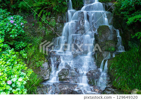 Flower and Stream Village Park (Kotaki) Lower Waterfall and Blooming Hydrangeas 4 Tsuyama City, Okayama Prefecture 129649320