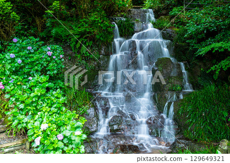Flower and Stream Village Park (Kotaki) Lower Waterfall and Blooming Hydrangeas 5 Tsuyama City, Okayama Prefecture Flower and Stream Village Park (Kotaki) Lower Waterfall and Blooming Hydrangeas 5 Tsuyama City, Okayama Prefecture 129649321