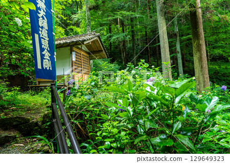 Flower and Stream Village Park (Otaki), Kume County Central Pilgrimage Temple No. 86 and hydrangea flowers, Tsuyama City, Okayama Prefecture 129649323