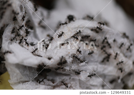 Black ants build home in dry soil 129649331