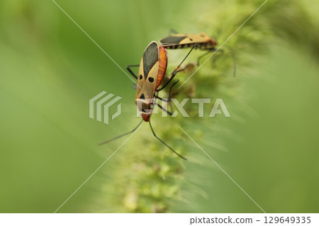 Red Bugs mating on a Plant Red Bugs mating on a Plant 129649335