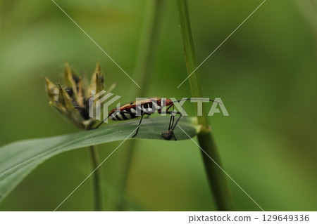 Red Bugs mating on a Plant Red Bugs mating on a Plant 129649336
