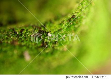 Moss on Wall Macro shot Moss on Wall Macro shot 129649369