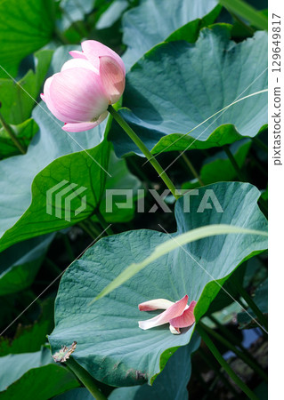 A single pink lotus flower and green leaves shining in the summer sunshine 129649817