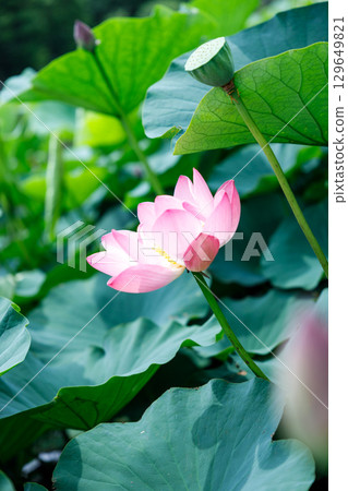 A single pink lotus flower and green leaves shining in the summer sunshine A single pink lotus flower and green leaves shining in the summer sunshine 129649821
