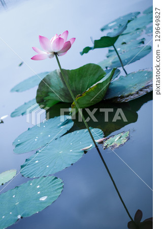 A single pink lotus flower and green leaves shining in the summer sunshine A single pink lotus flower and green leaves shining in the summer sunshine 129649827