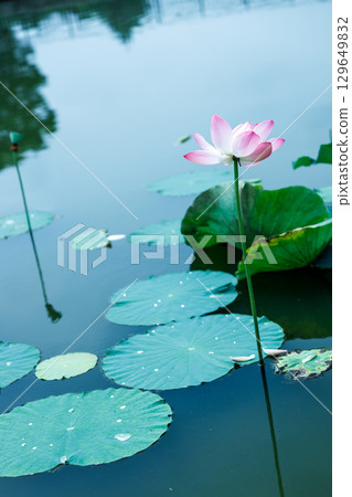 A single pink lotus flower and green leaves shining in the summer sunshine A single pink lotus flower and green leaves shining in the summer sunshine 129649832