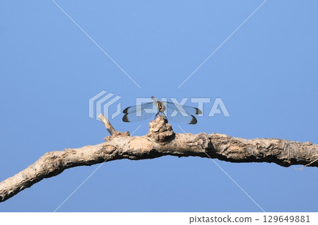 A dragonfly that stops on a branch 129649881