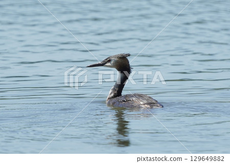Crested Grebe swimming in the river 129649882