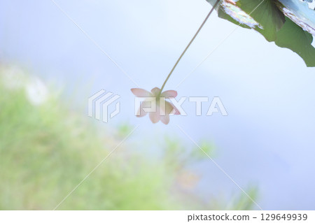 一朵奇異的蓮花的輪廓反映在水面上 一朵奇異的蓮花的輪廓反映在水面上 129649939