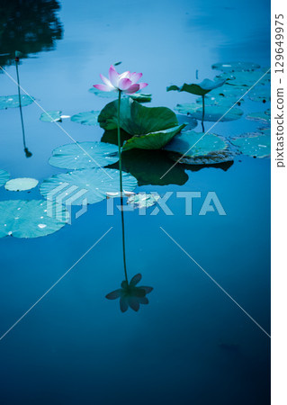 A fantastic lotus flower reflected on the water surface 129649975