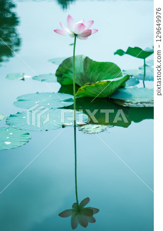 A fantastic lotus flower reflected on the water surface A fantastic lotus flower reflected on the water surface 129649976