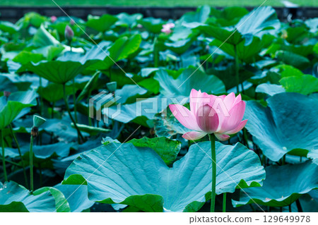 A fantastic lotus flower reflected on the water surface A fantastic lotus flower reflected on the water surface 129649978