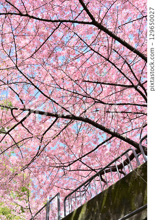 Cherry blossoms at Ichijo Modoribashi Bridge in Kyoto 129650027