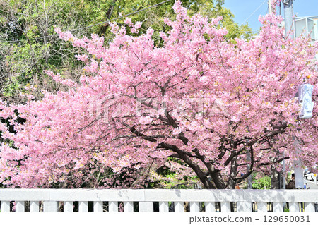 Cherry blossoms at Ichijo Modoribashi Bridge in Kyoto 129650031