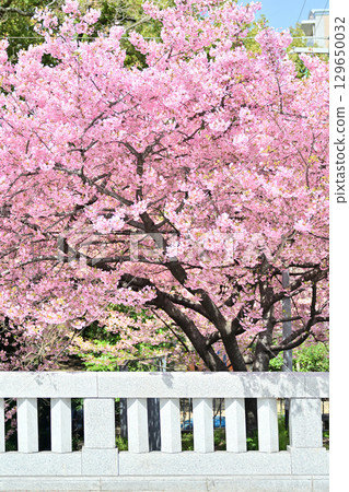 Cherry blossoms at Ichijo Modoribashi Bridge in Kyoto 129650032