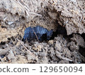 Frost in the soil 129650094