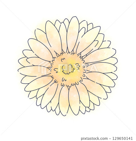 亮黃色非洲菊水彩素材 129650141