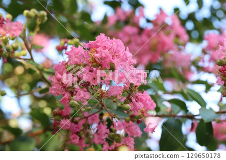 夏日花園裡盛開的粉色紫薇花 129650178