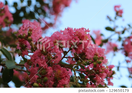 夏日花園裡盛開的粉色紫薇花 129650179