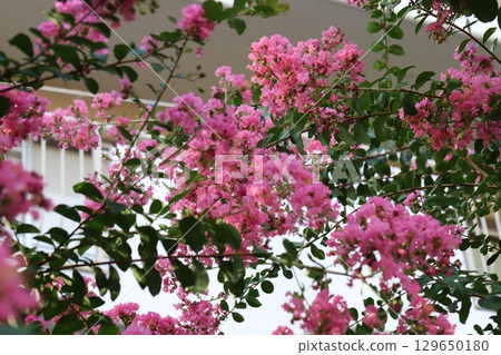 Pink crape myrtle flowers blooming in the summer garden 129650180