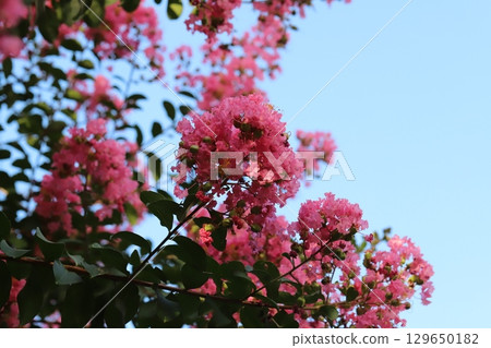 夏日花園裡盛開的粉色紫薇花 夏日花園裡盛開的粉色紫薇花 129650182