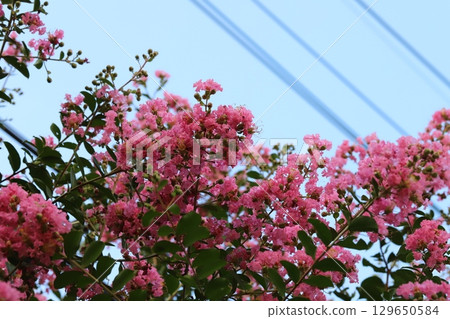 夏日花園裡盛開的粉色縐紗花 129650584