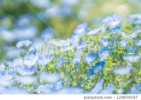 Cute blue nemophila flowers blooming all over the flower field 129650587