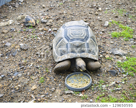 A tortoise leisurely eating A tortoise leisurely eating 129650593