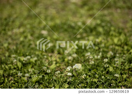 A landscape of white clover and cabbage white butterflies A landscape of white clover and cabbage white butterflies 129650619
