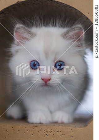 1 month old, ragdoll kitten wondering inside the cat scratching tunnel, domestic cat 129650683