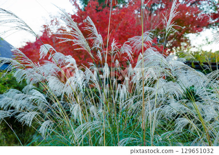 秋葉和潘帕斯草 129651032