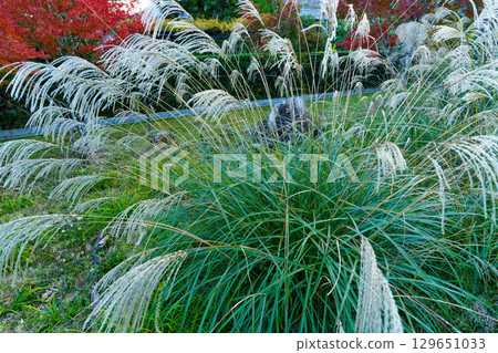 秋葉和潘帕斯草 秋葉和潘帕斯草 129651033