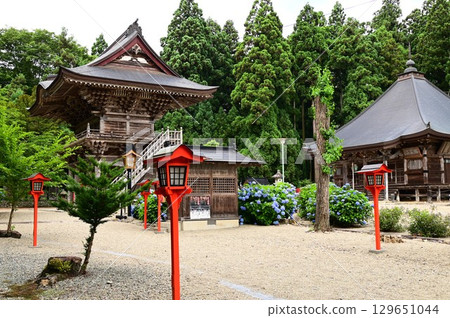 Hydrangeas in full bloom at Otowasan Kiyomizu-dera Temple 129651044
