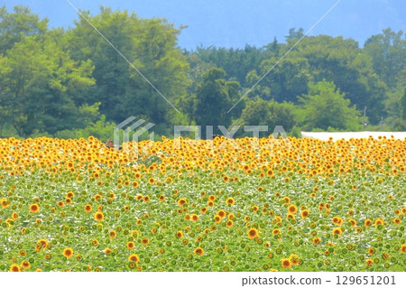 Sunflower fields in Akeno, Hokuto City, Yamanashi Prefecture Sunflower fields in Akeno, Hokuto City, Yamanashi Prefecture 129651201